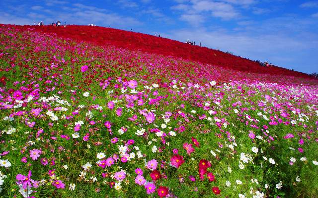 波波草與楓紅巡禮6日