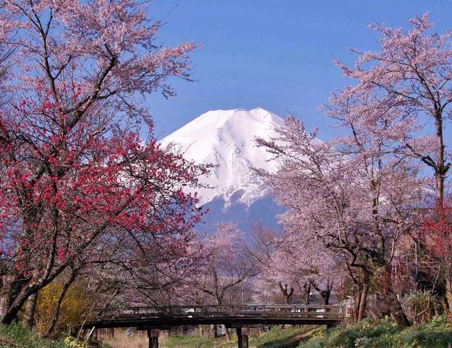 富士山與伊豆半島5日