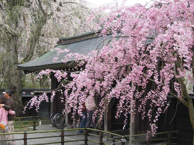    東北祕境7日湯旅賞櫻