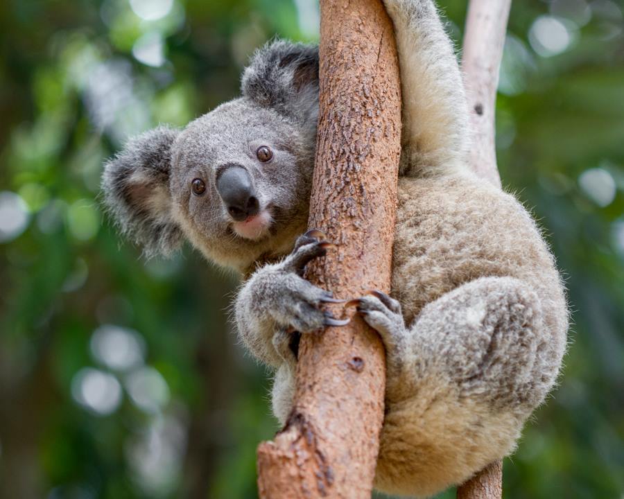 熊好玩慢遊東澳11天