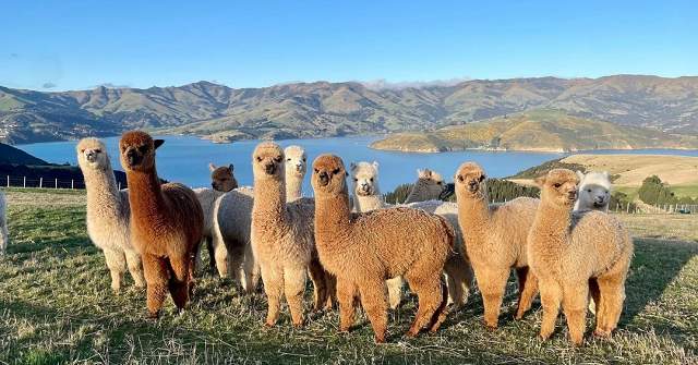 		紐西蘭冬季限定10天