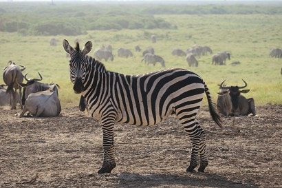 安波西里國家公園