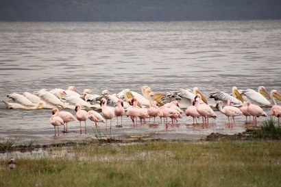 納庫魯湖國家公園
