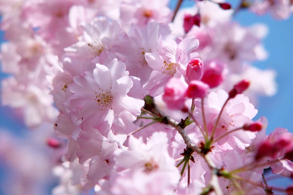 櫻花饗宴