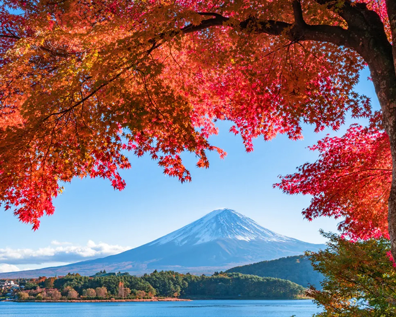 秋遊日本，楓葉盛宴