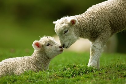 羅吐魯阿(Rotorua)